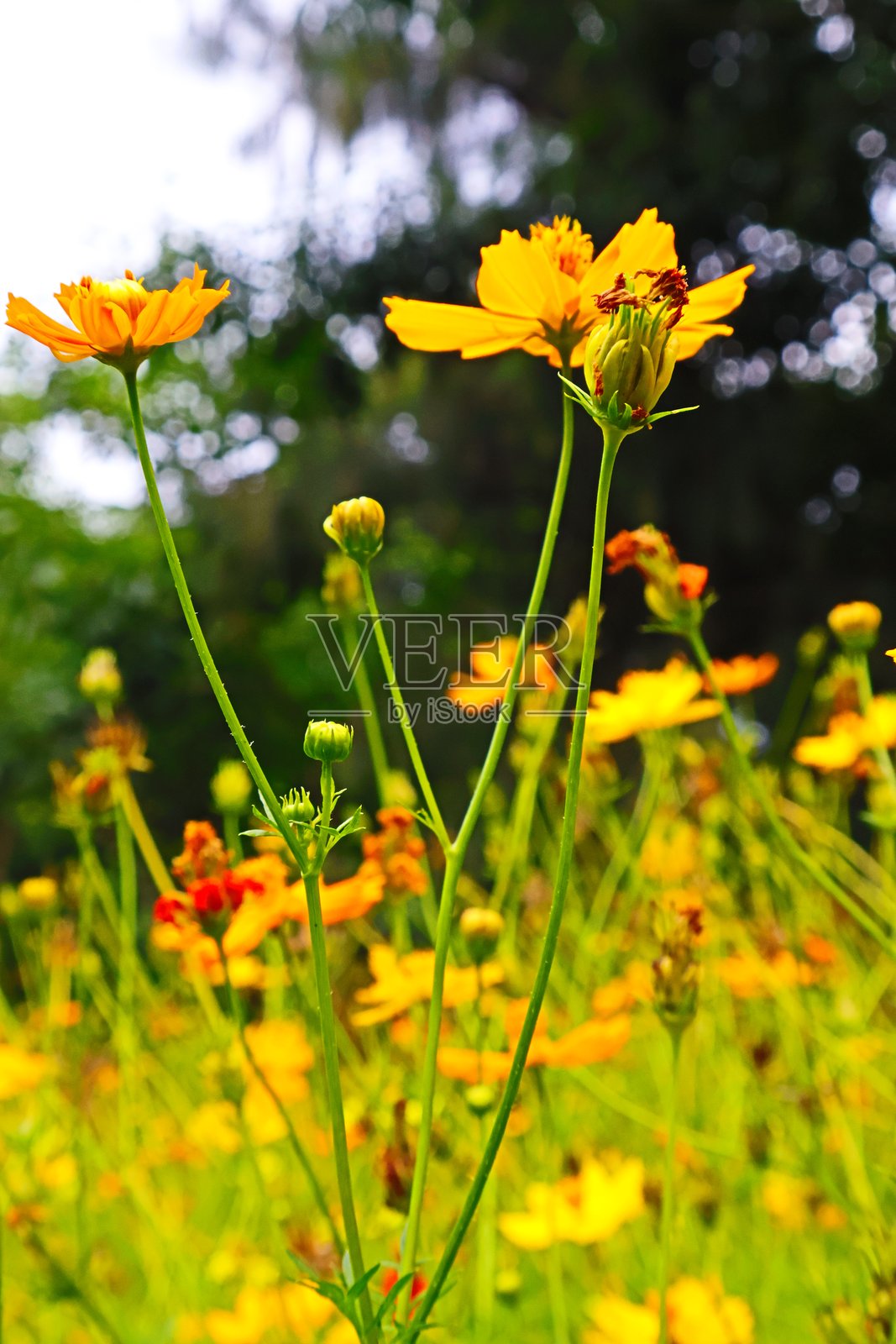 泰国公园中盛开的黄色和橙色雏菊照片摄影图片