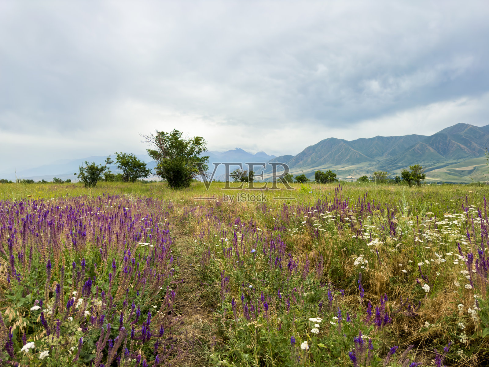 吉尔吉斯斯坦春季风景,盛开的紫色鼠尾草和黄色野花在蓝天映衬下绽放。照片摄影图片