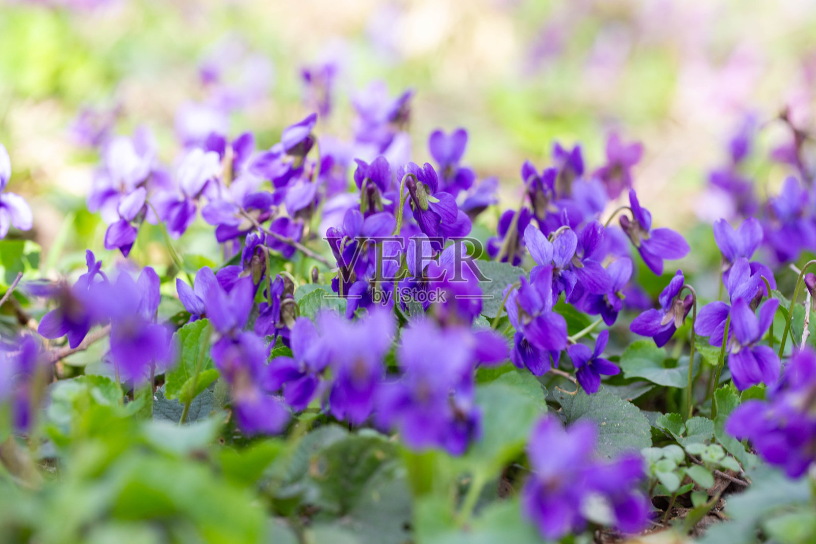 春天的花朵。紫罗兰花在春季森林中盛开。香堇菜。照片摄影图片