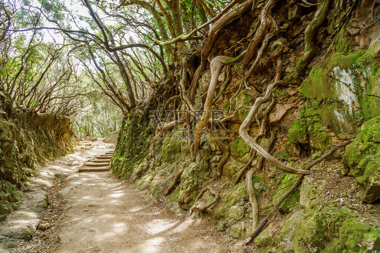 神秘的感官小径步道,周围环绕着丰盛而神秘的月桂树林,位于特内里费岛。照片摄影图片
