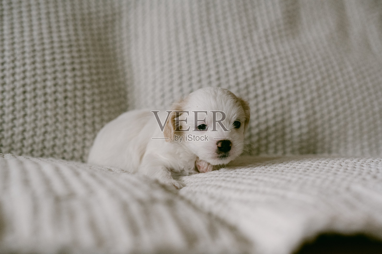 可爱的小白狗在毛毯上照片摄影图片