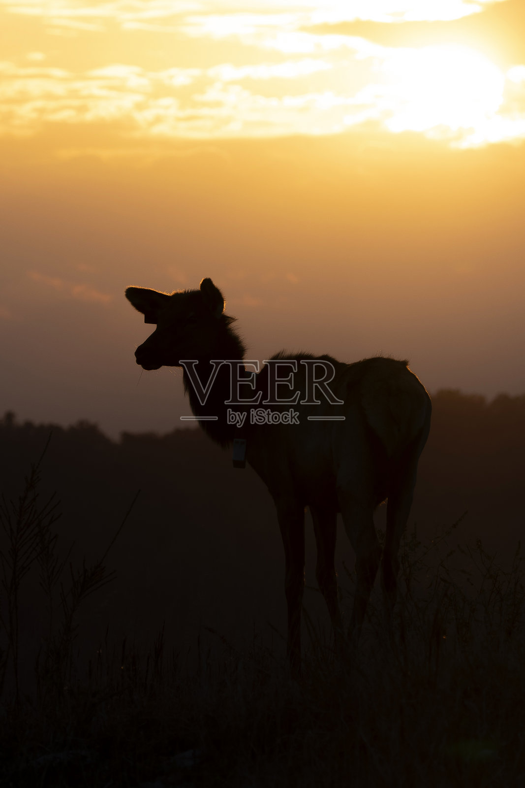 驼鹿照片摄影图片