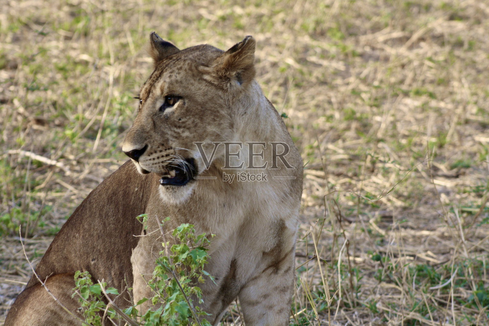 狮子照片摄影图片
