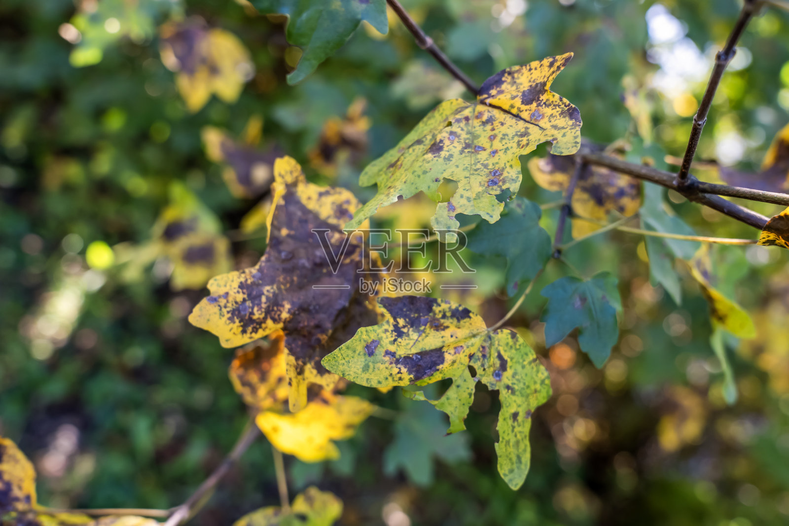 黄色的紫榉秋叶特写照片摄影图片