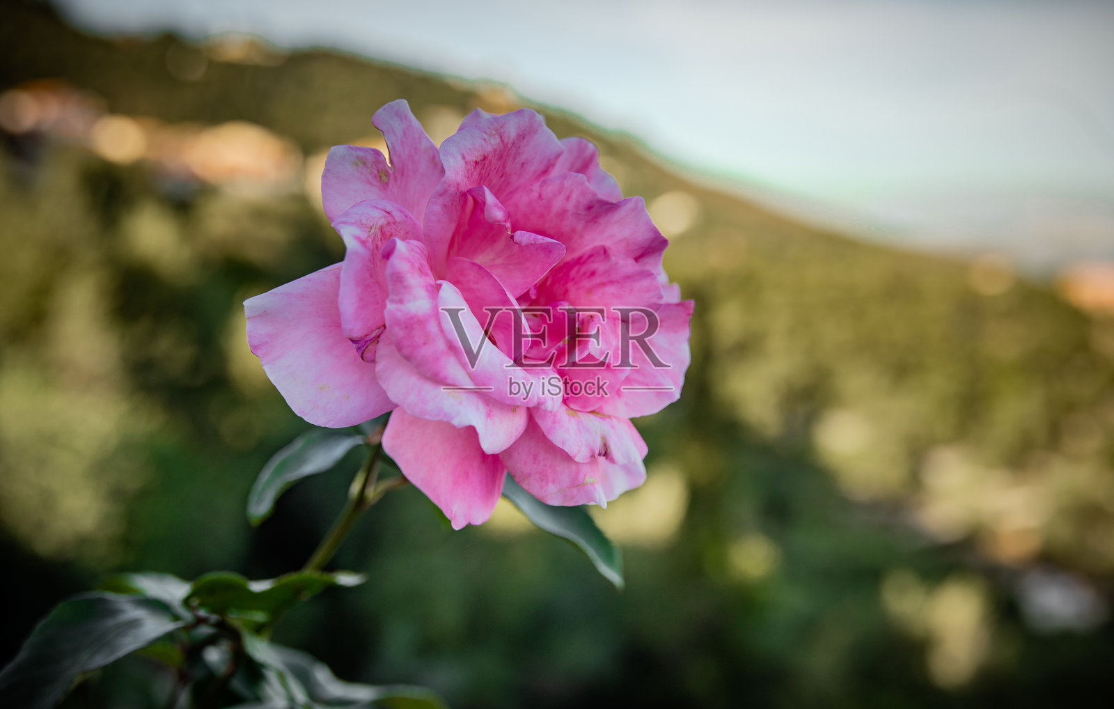 玫瑰照片摄影图片