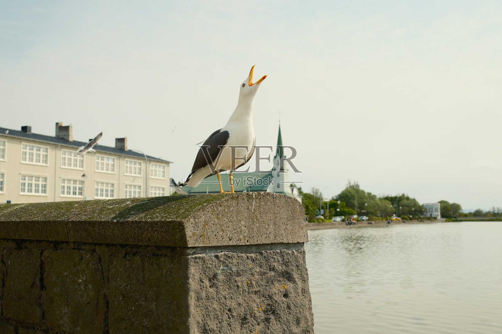 海鸥在海滨混凝土围栏上尖叫照片摄影图片