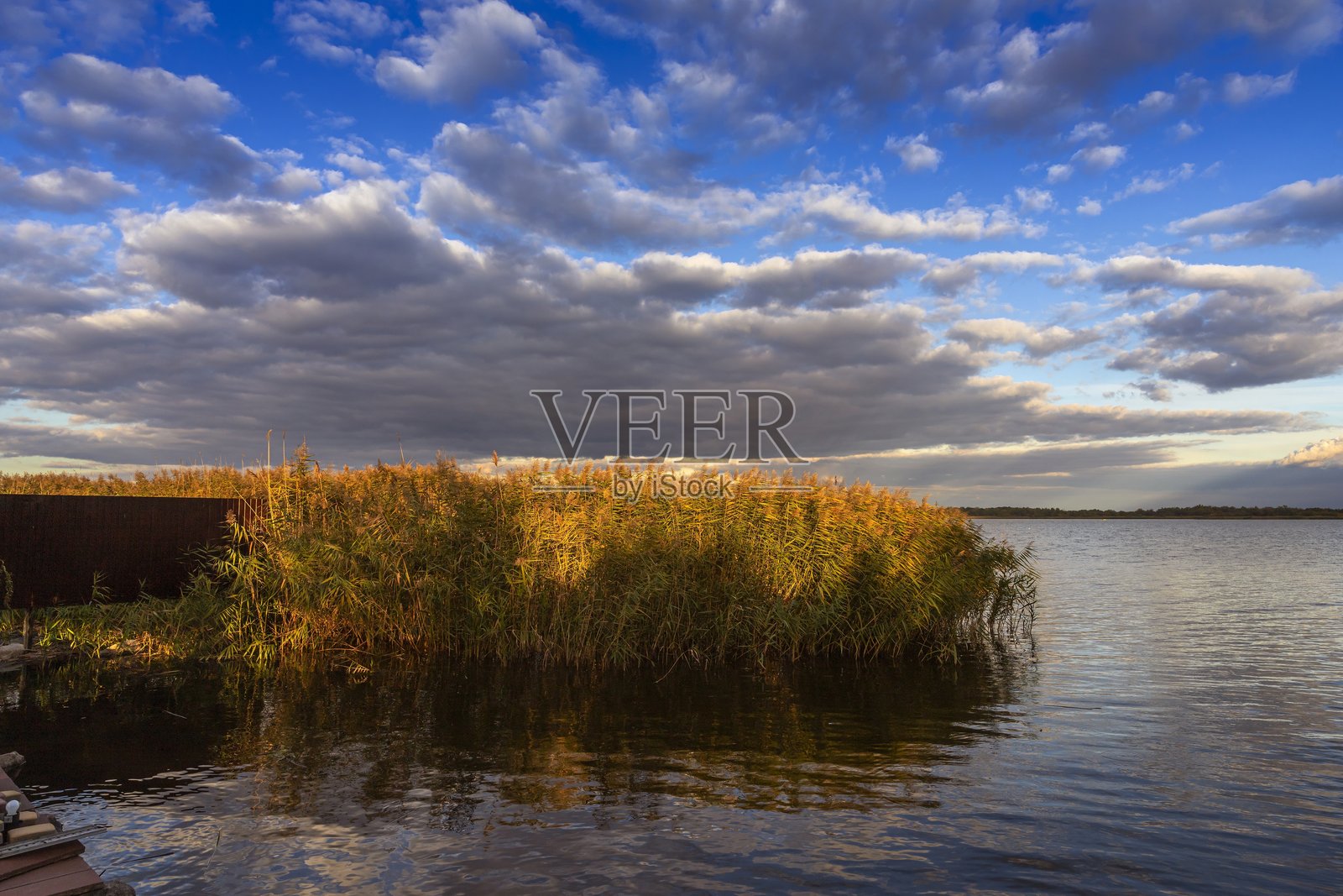 水边日落时的金色芦苇照片摄影图片