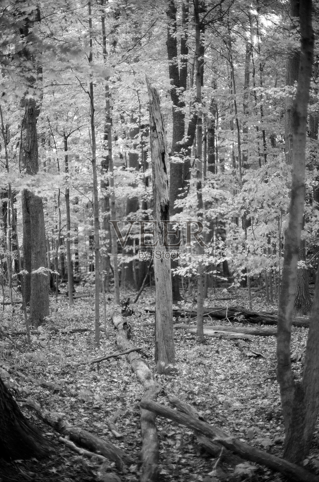 俄亥俄州照片摄影图片