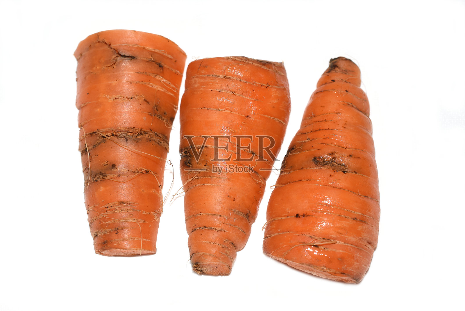 胡萝卜根蝇对胡萝卜的损害照片摄影图片