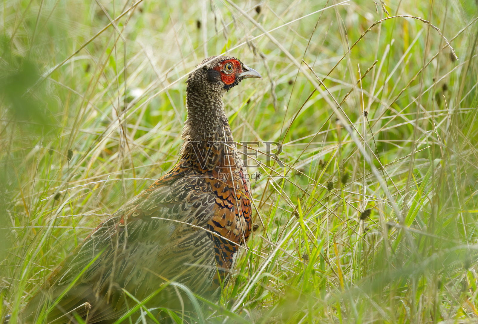 一只隐藏在草地上的五彩斑斓的雉鸡,草地上的雉鸡,草丛中的雉鸡,草地上的彩色鸟。照片摄影图片