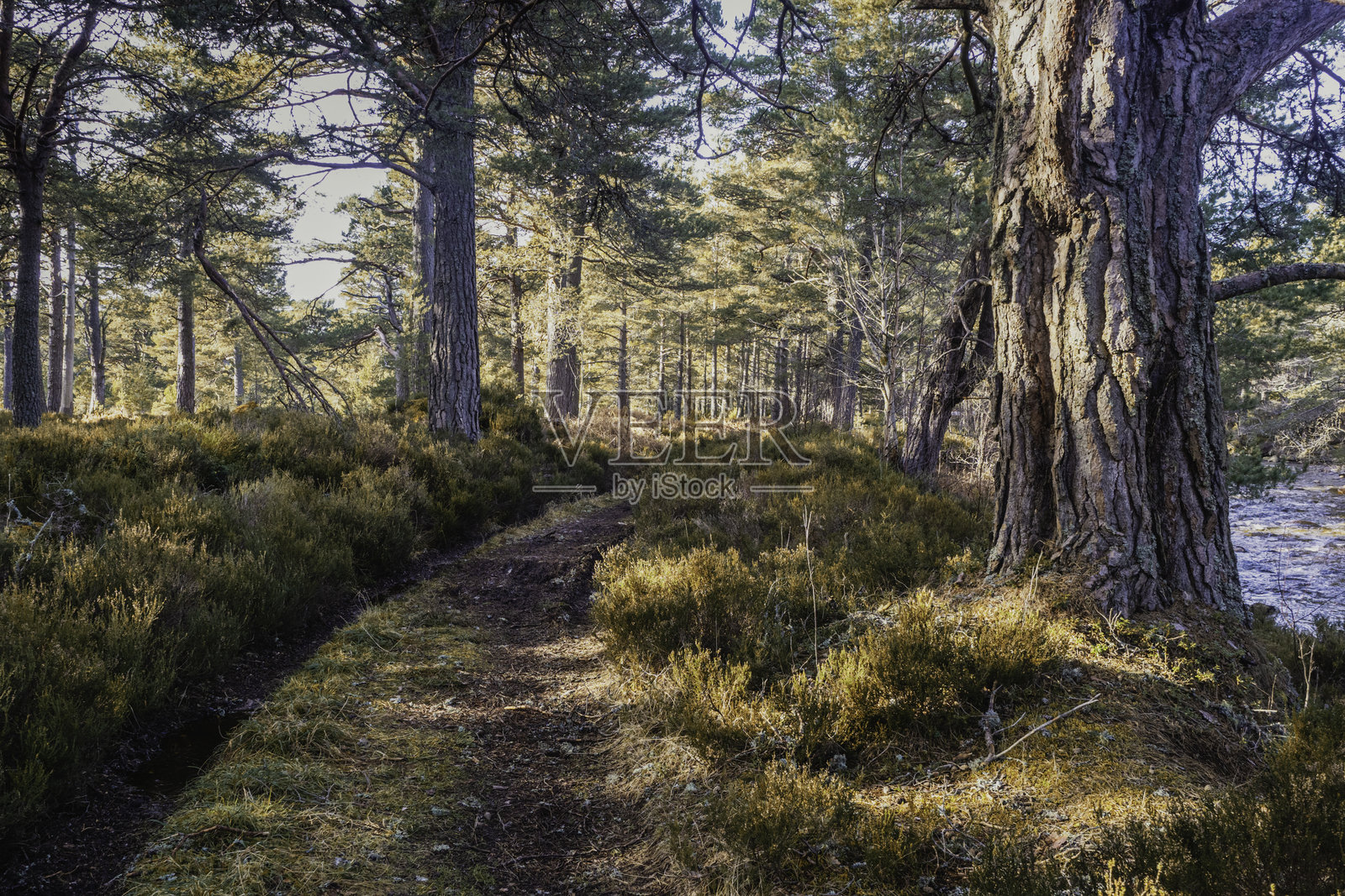 在罗西穆尔丘斯森林和艾琳湖漫步照片摄影图片