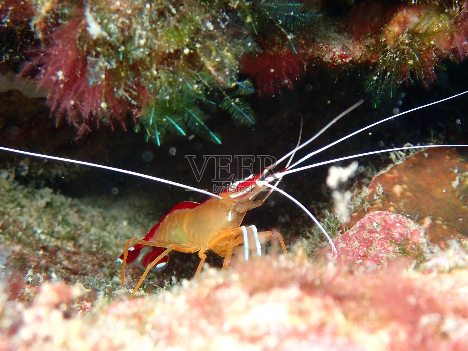 马尔代夫的臭鼬清洁虾(Lysmata amboinensis)照片摄影图片