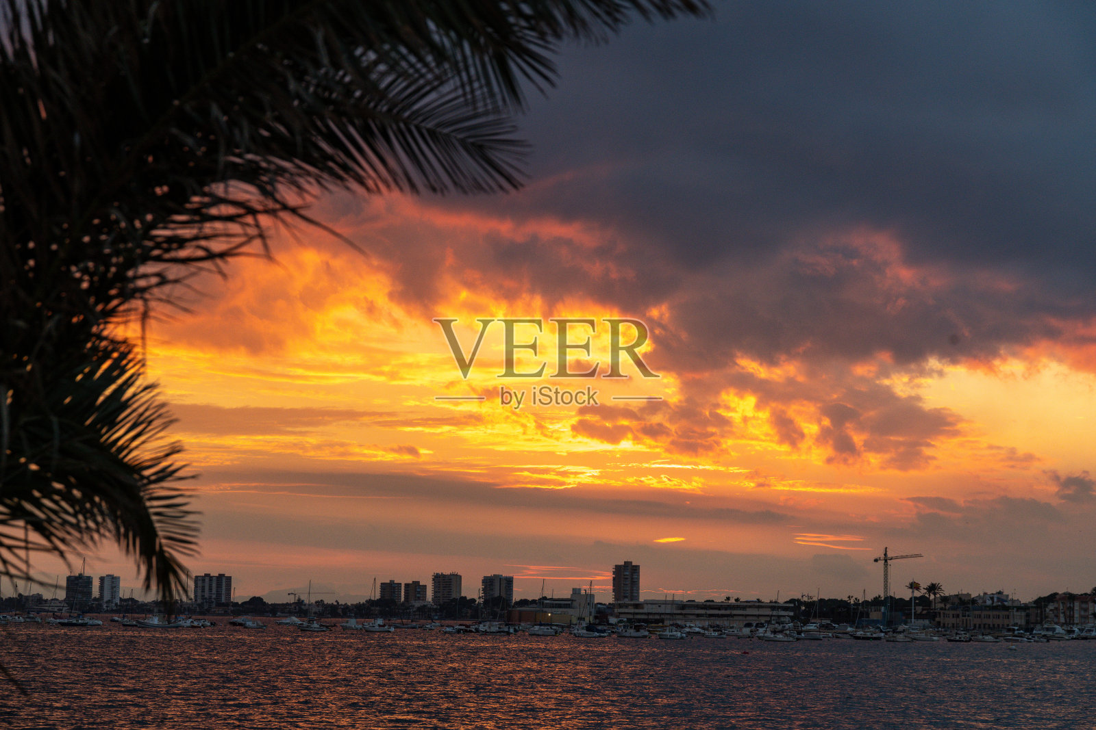 海滨城市的戏剧性日落,棕榈树框住画面照片摄影图片