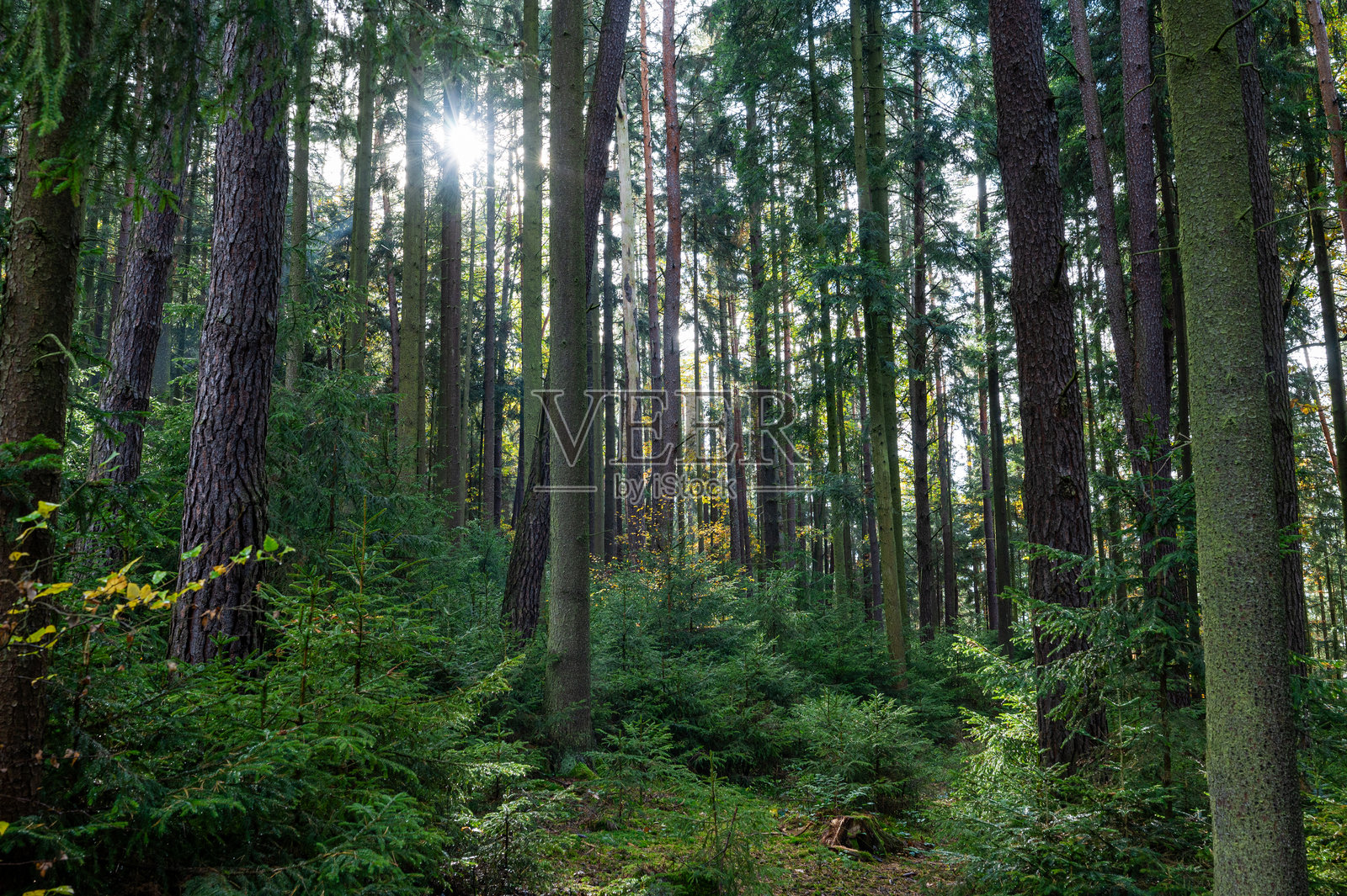 阳光照耀的秋季森林,绿意盎然,气氛宜人照片摄影图片