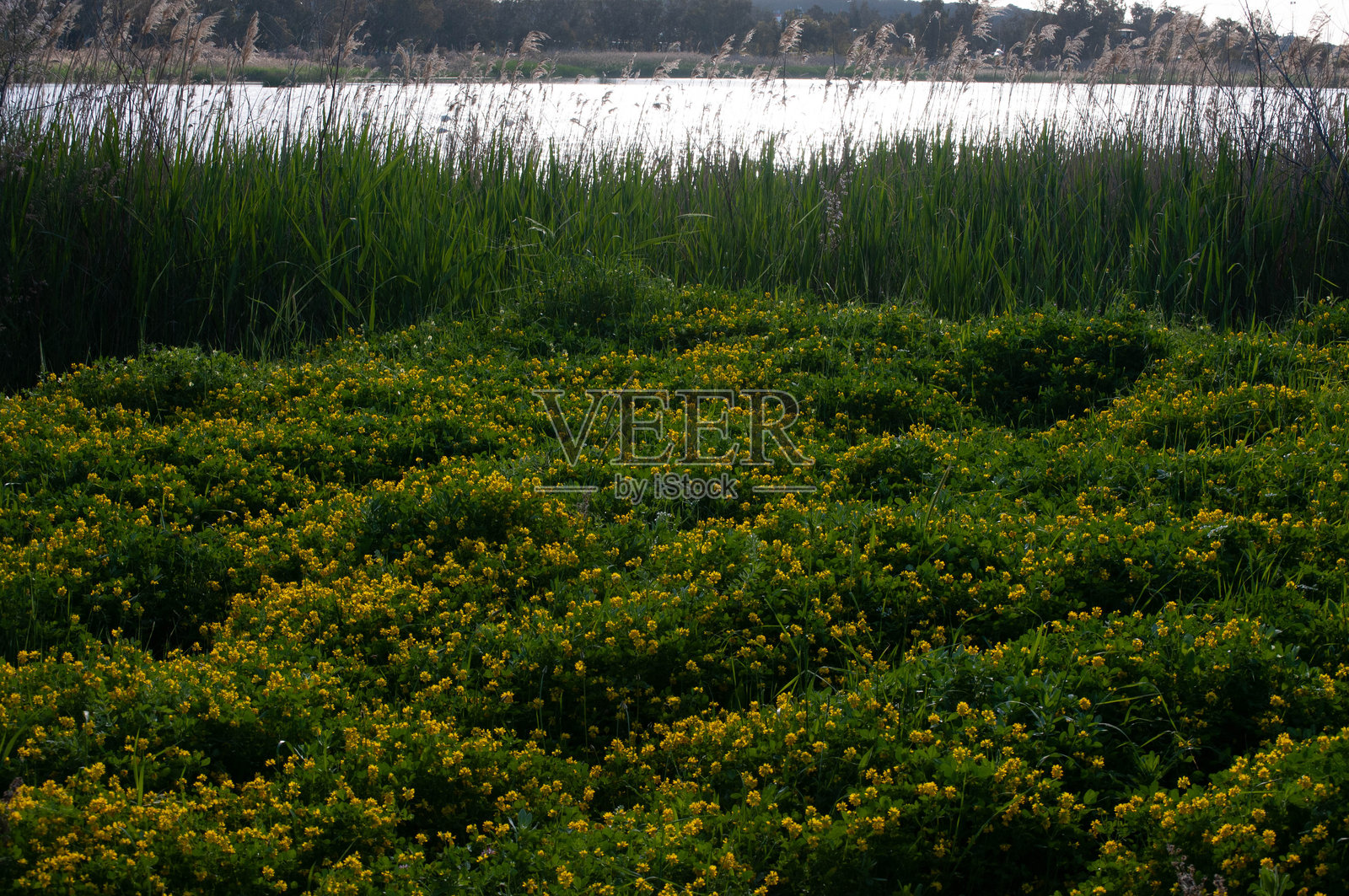 自然照片照片摄影图片