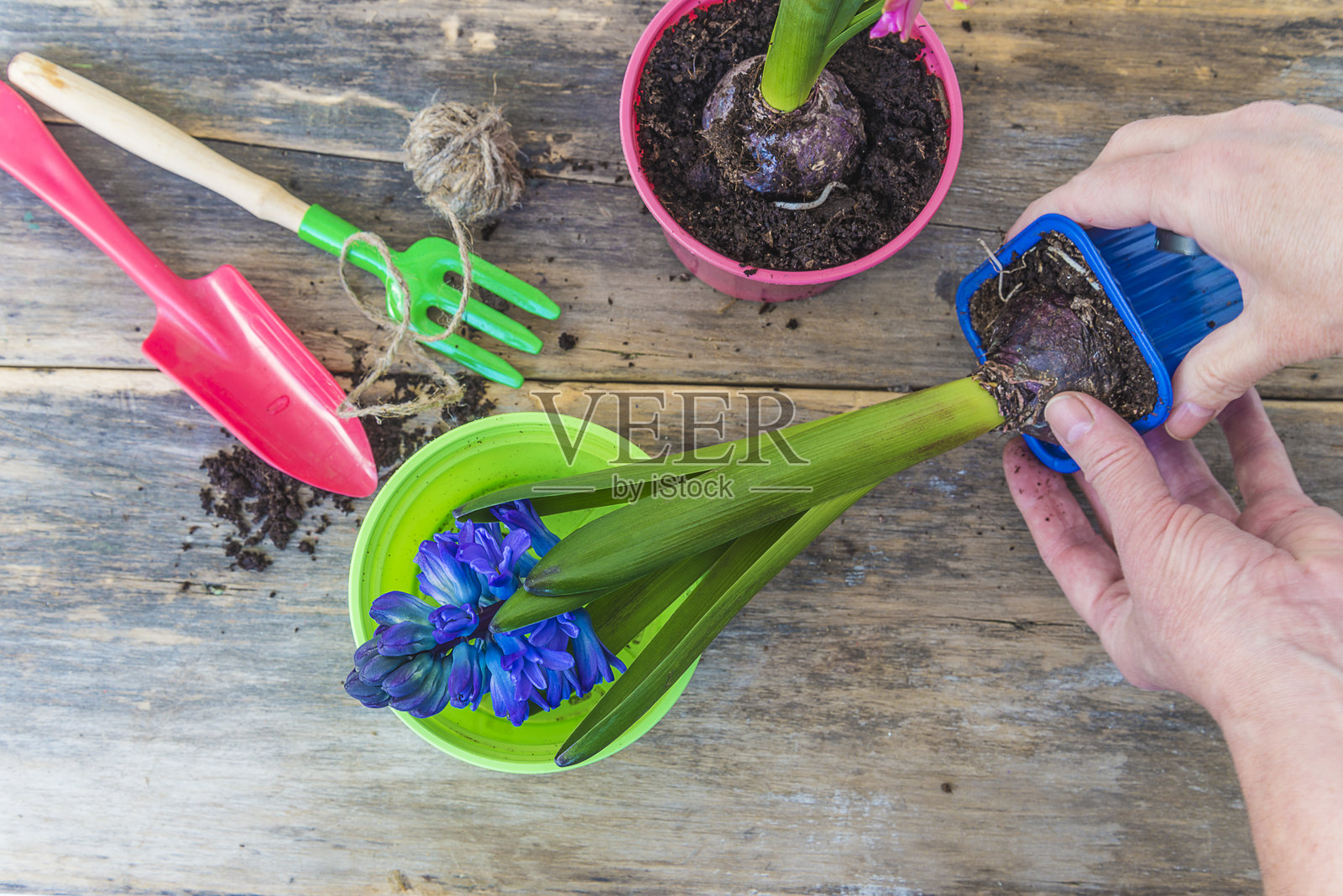 春季园艺概念照片摄影图片