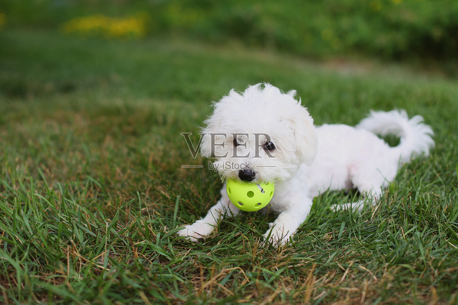 比熊犬幼犬照片摄影图片
