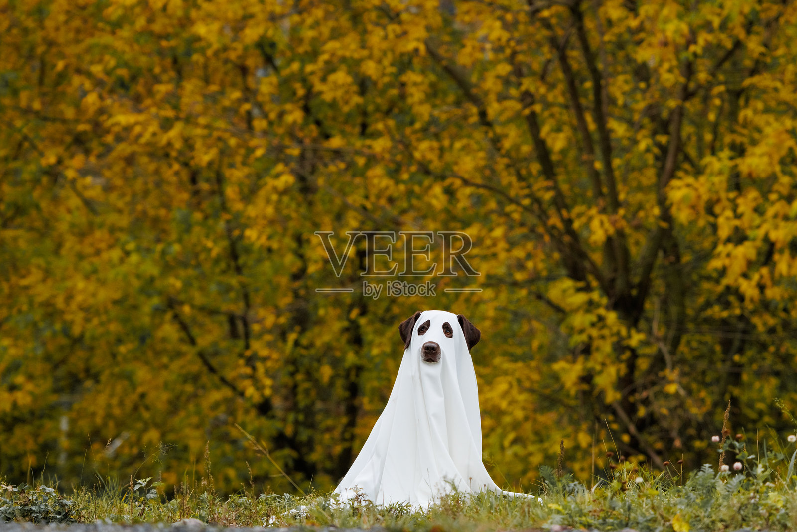 可爱的拉布拉多犬穿着万圣节鬼魂服装照片摄影图片