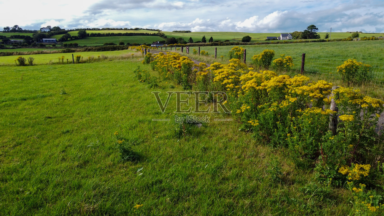 农田边缘的花朵,风景。爱尔兰的田野。阴云下的绿色草地。照片摄影图片