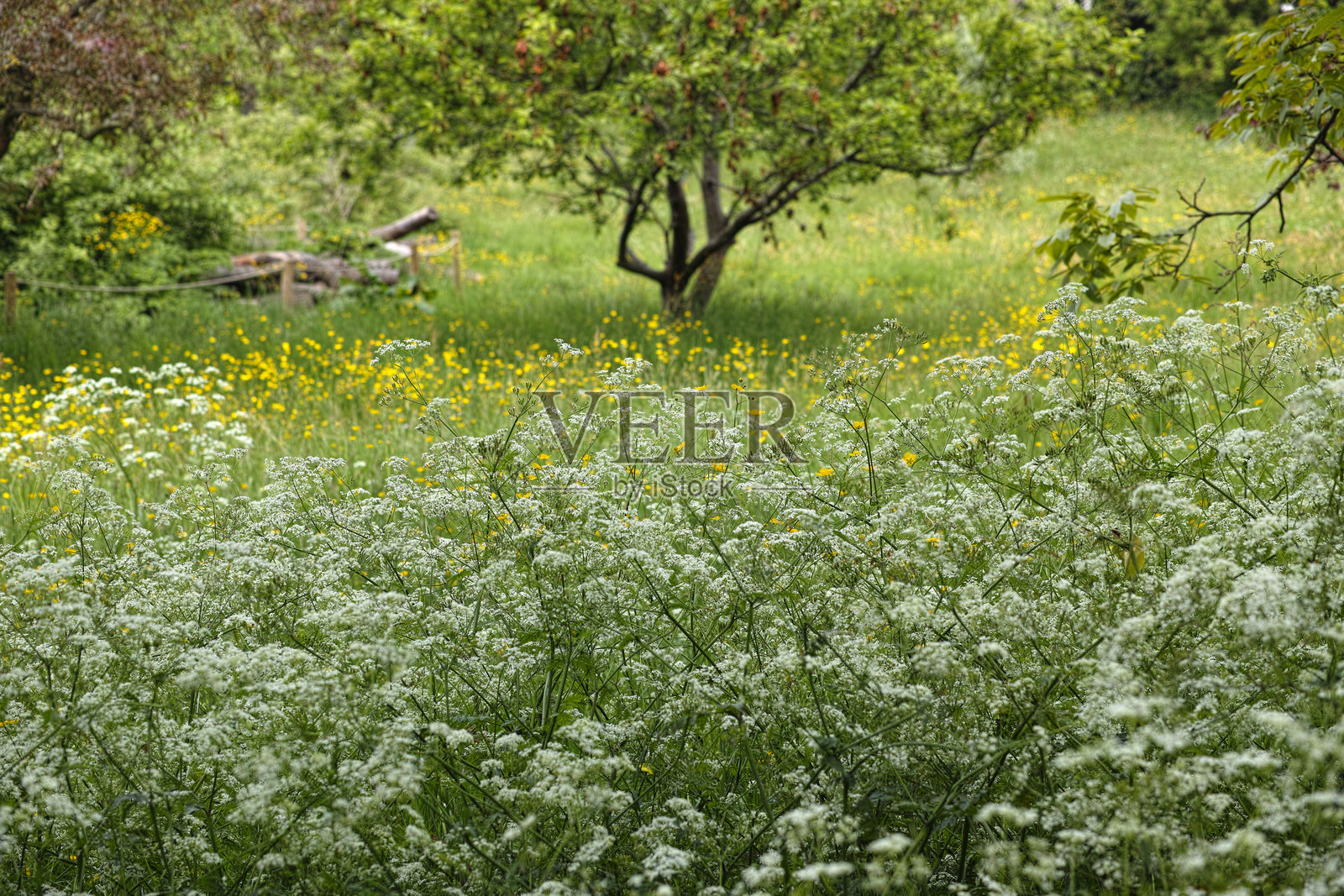 戈尔德希尔公园的野花田照片摄影图片