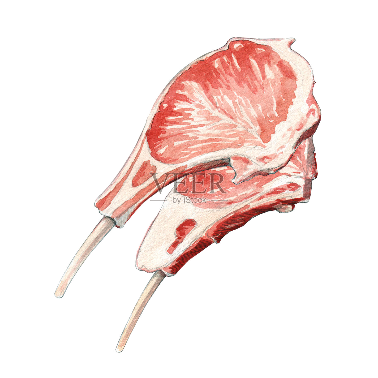 白色背景上孤立的生肋肉水彩插图插画图片素材