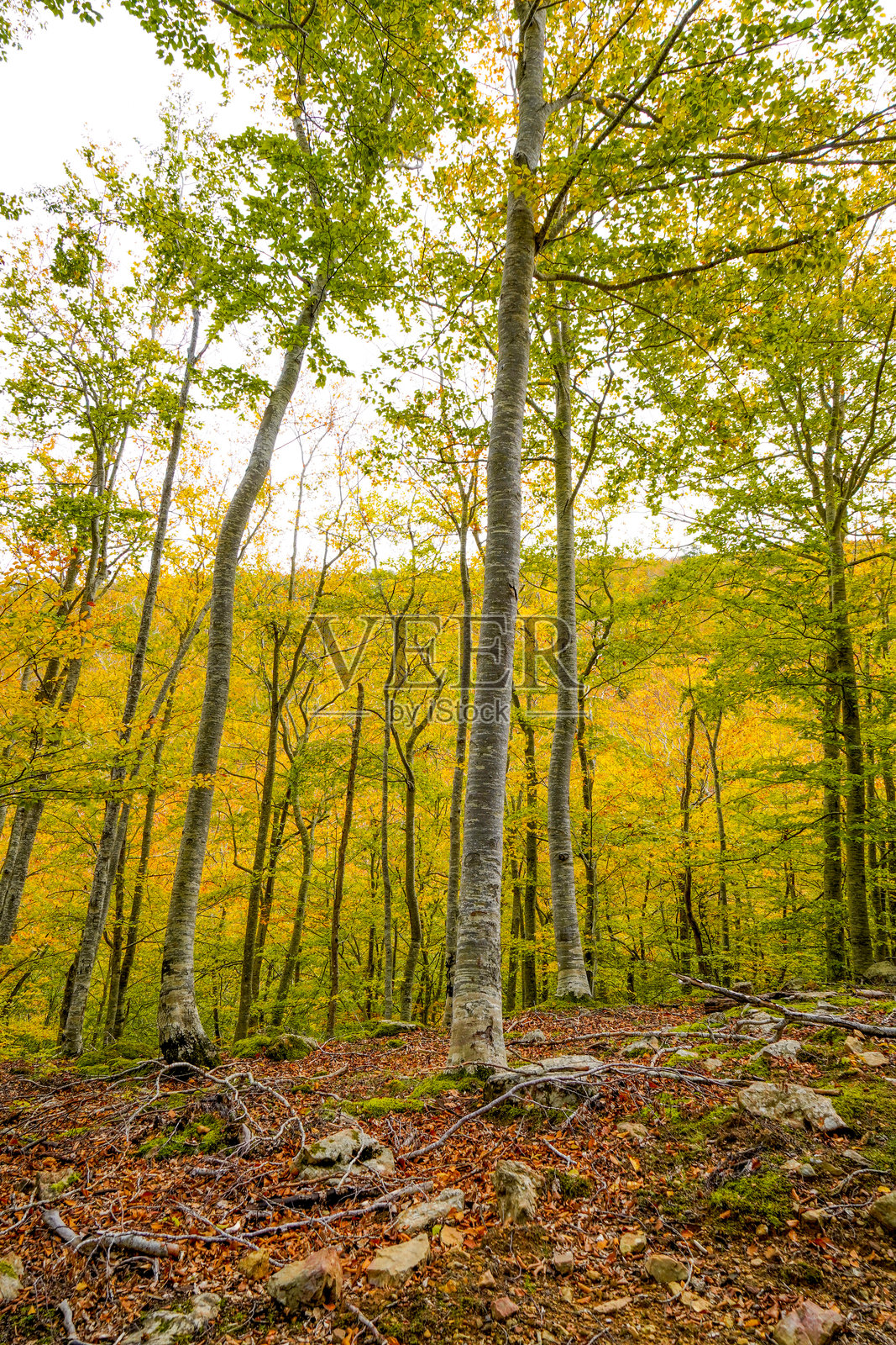 秋天的山毛榉森林照片摄影图片