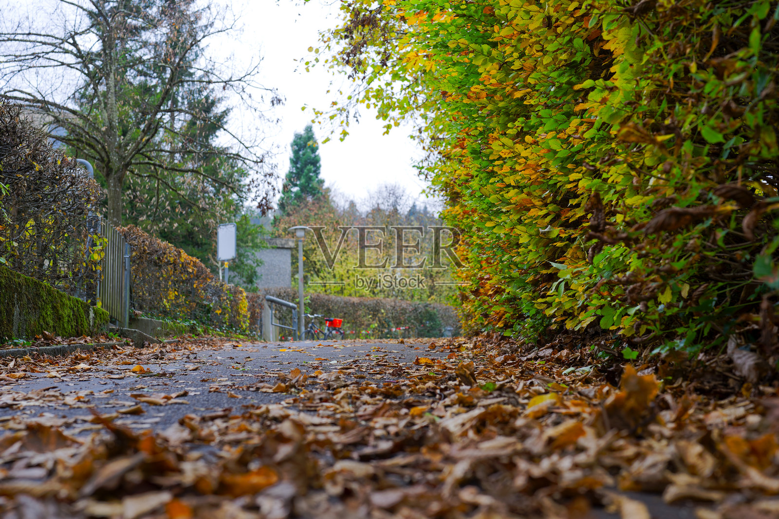 瑞士苏黎世雾蒙蒙的秋天,一条被秋叶覆盖的小径特写,旁边是树篱和落叶。照片摄影图片
