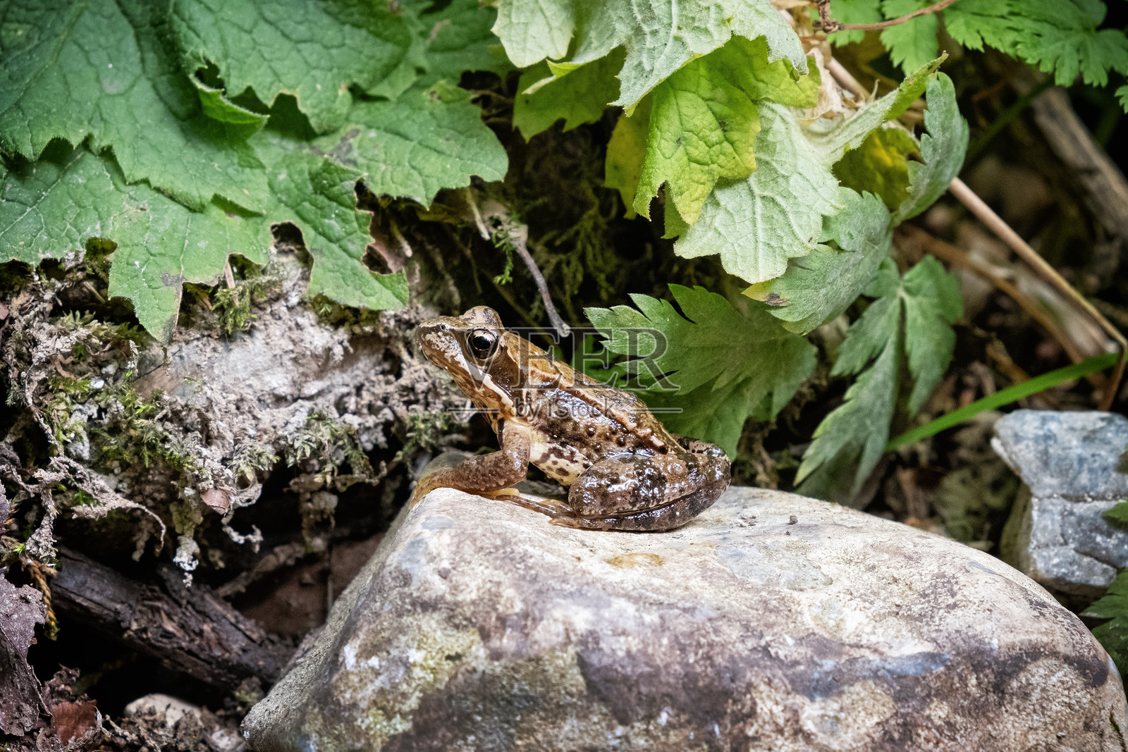 青蛙,泽伊马尔斯卡峡谷,斯洛伐克天堂,斯洛伐克照片摄影图片