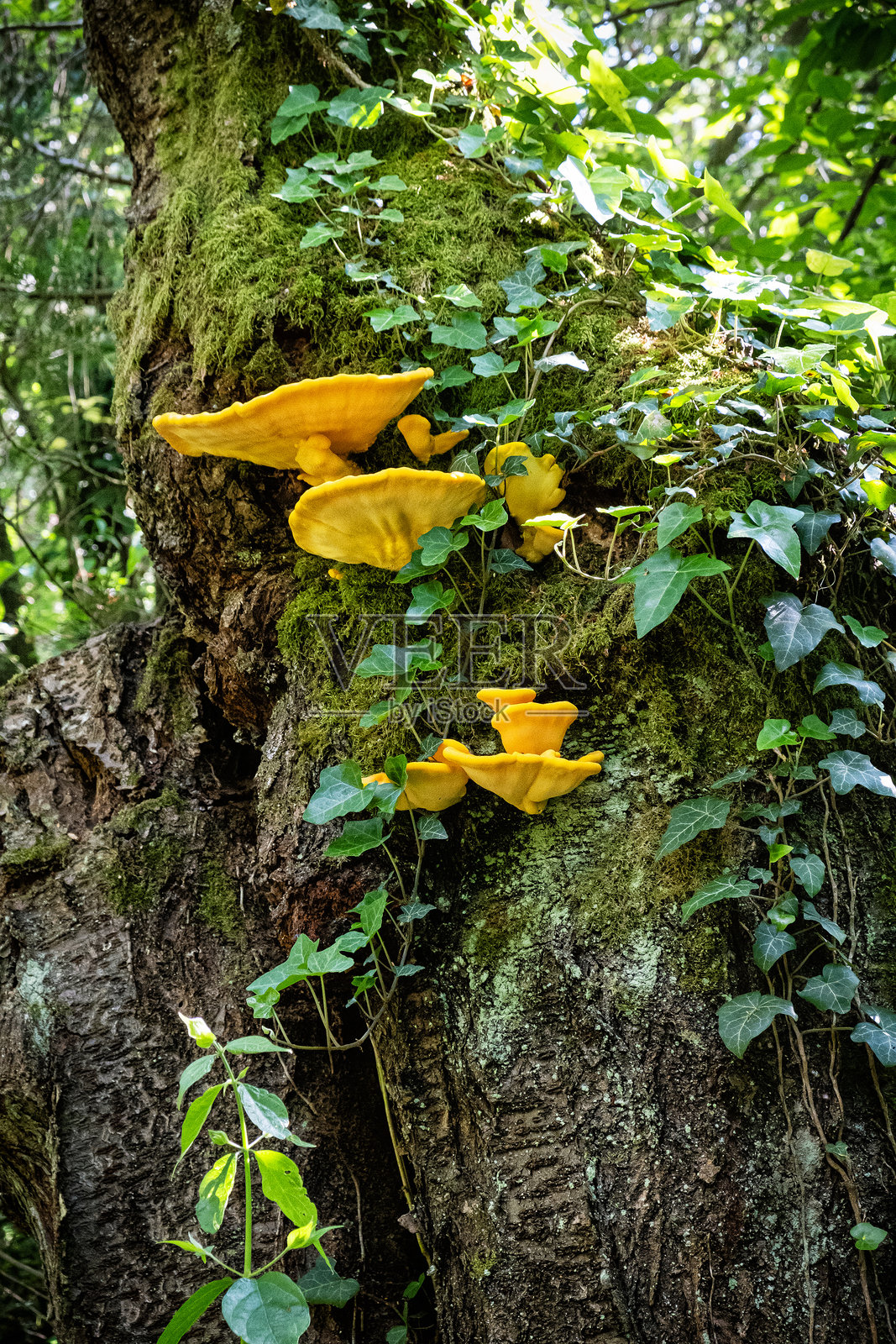树木与蘑菇,斯洛伐克特萨尔斯基米尔纳尼植物园照片摄影图片