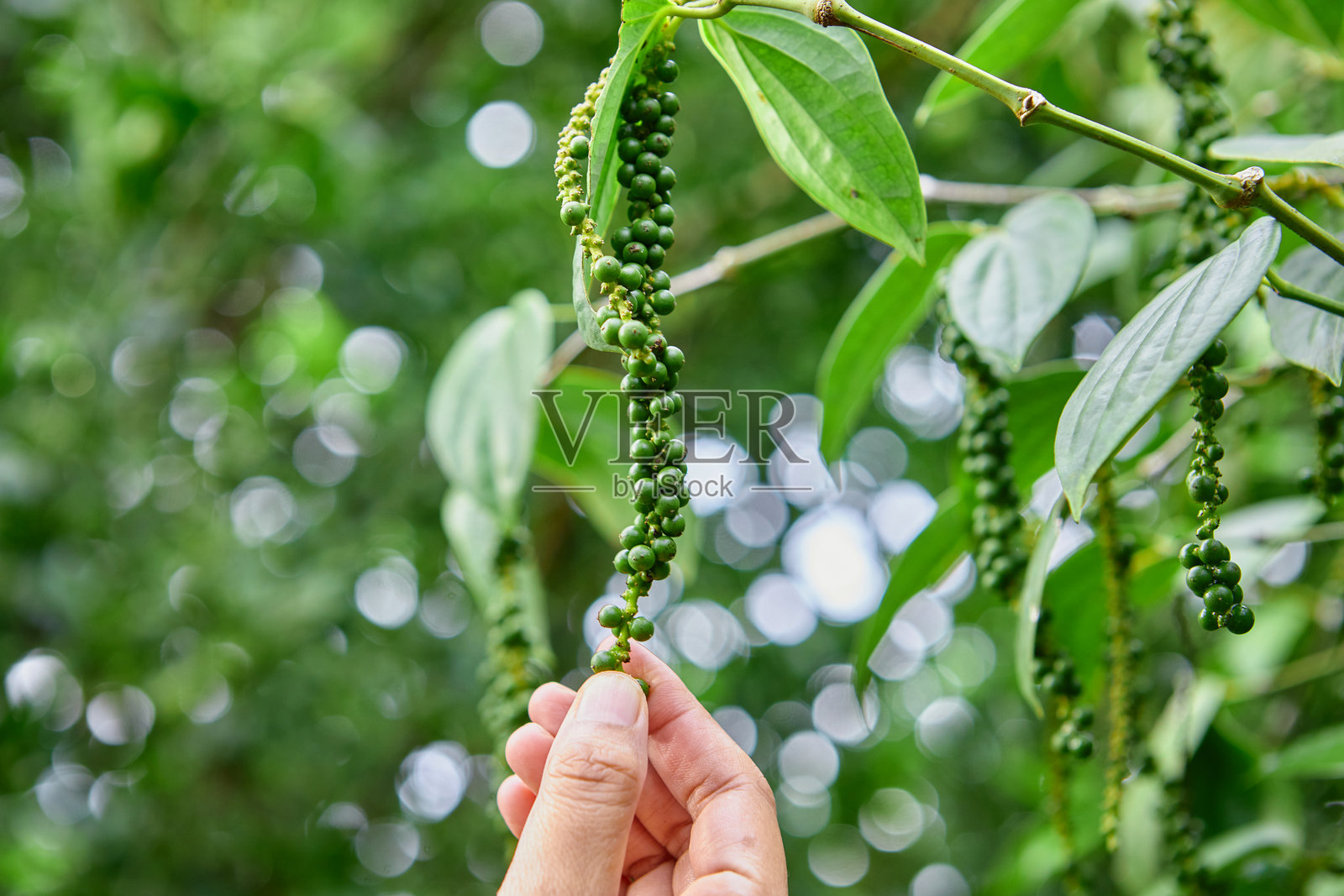 修剪过的手在花园里拿着新鲜的胡椒粒照片摄影图片