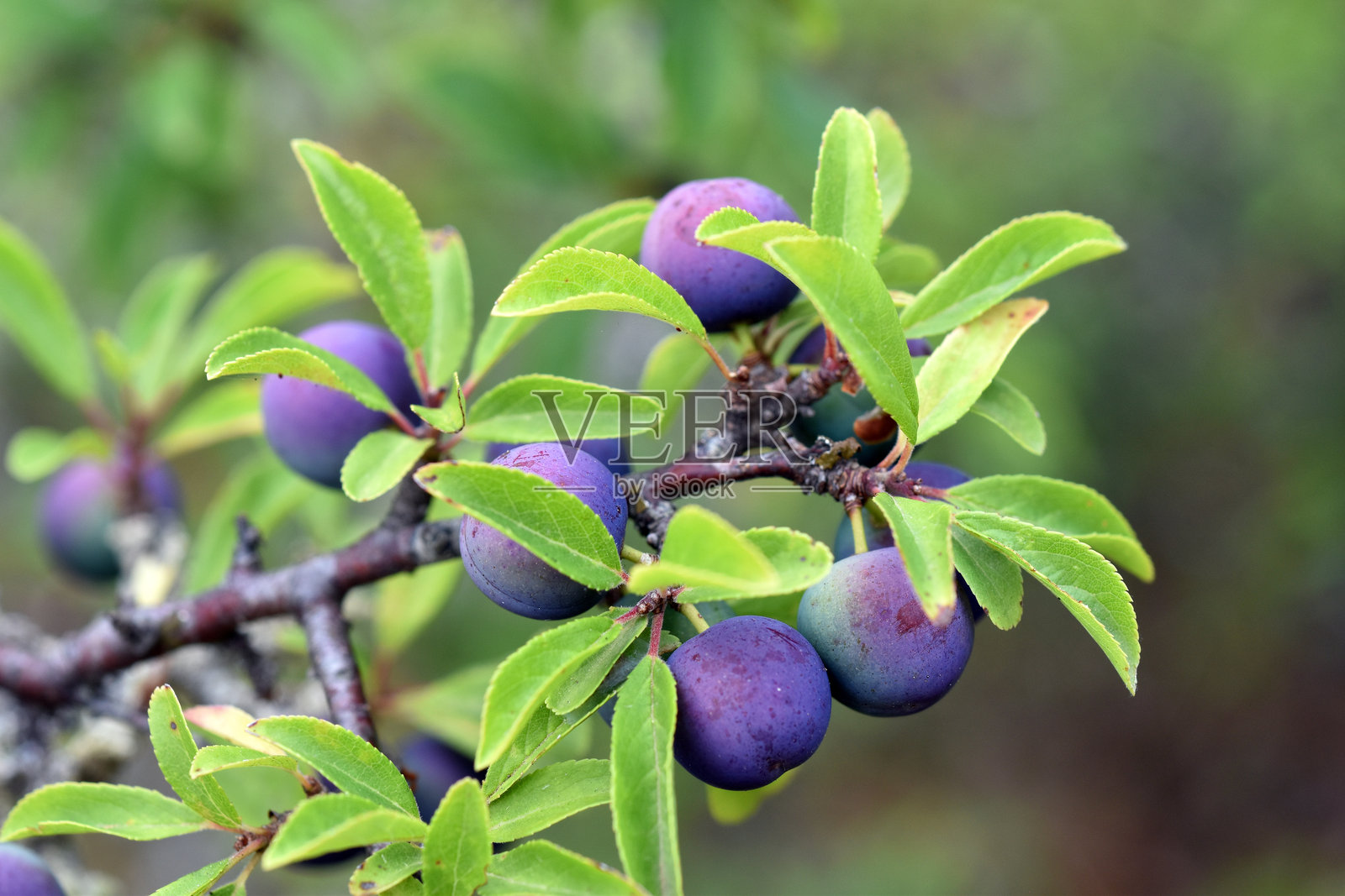 黑刺李(Prunus spinosa)的可食用蓝色果实照片摄影图片