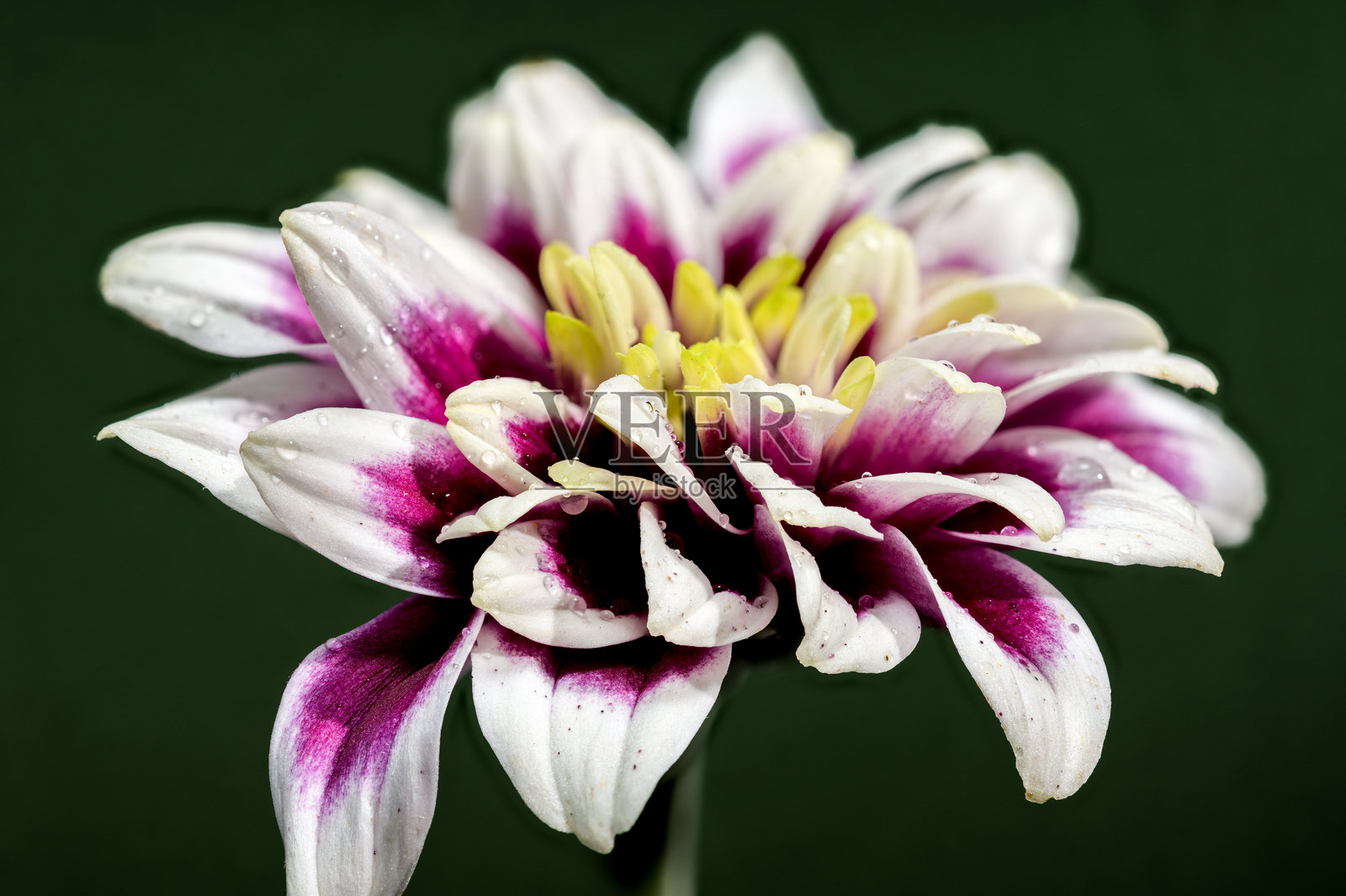 盛开的瑞贝卡大丽花在绿色背景上照片摄影图片