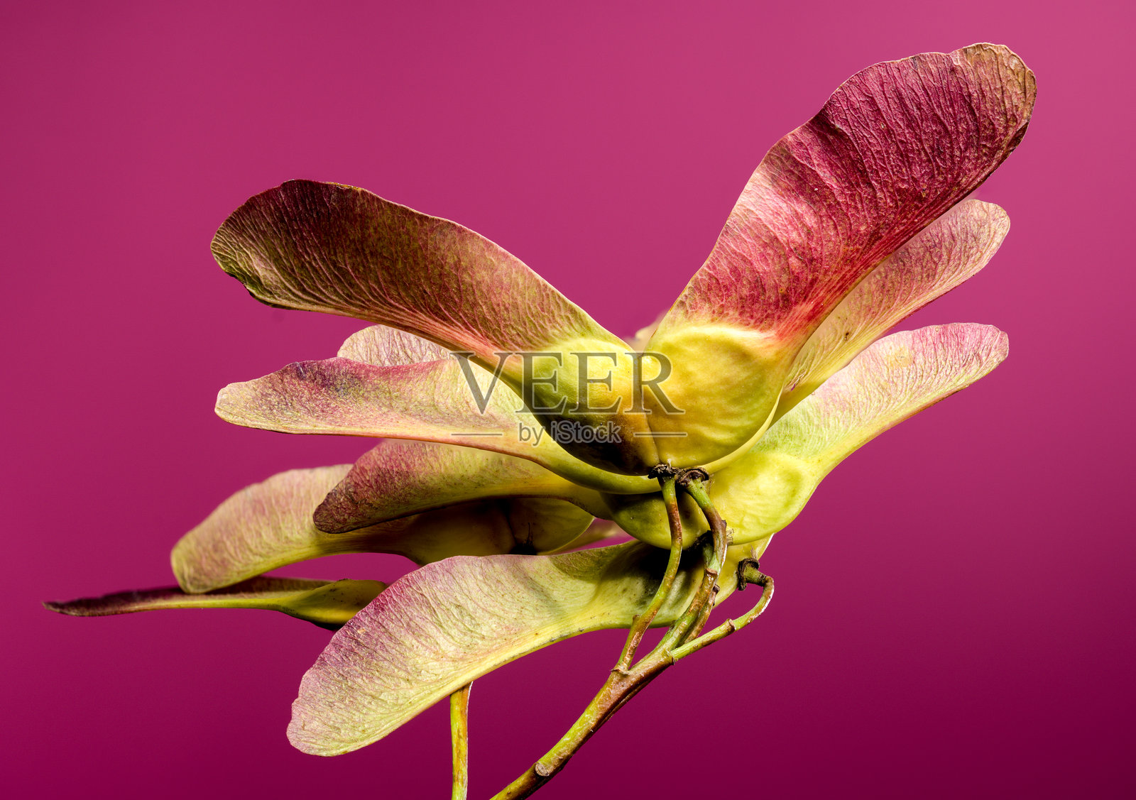 粉色背景上的枫树种子照片摄影图片