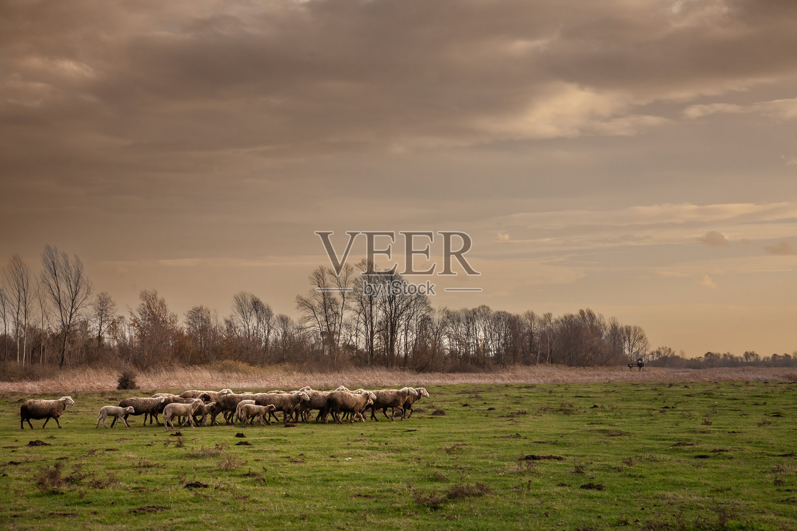 在塞尔维亚扎萨维察的农场草地上,一群白羊在吃草,短毛的羊群被选择性模糊处理。这些常见的农场动物被称为羊(ovis aries)。照片摄影图片