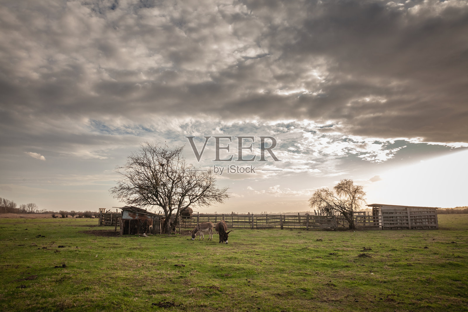 在塞尔维亚扎萨维察的草地上,驴子们在阳光明媚的下午吃草。家驴(Equus Asinus)是一种农场动物。这张照片突显了塞尔维亚的乡村农业和野生动物。照片摄影图片