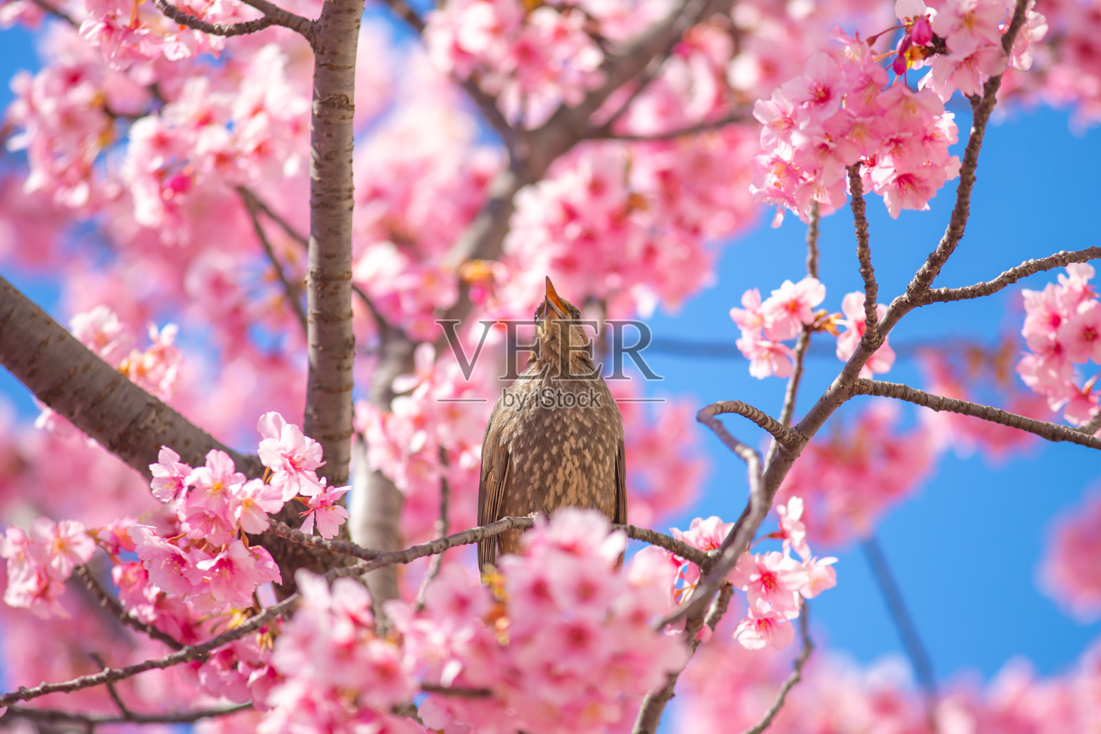 东京:河津樱花与棕耳鹎照片摄影图片
