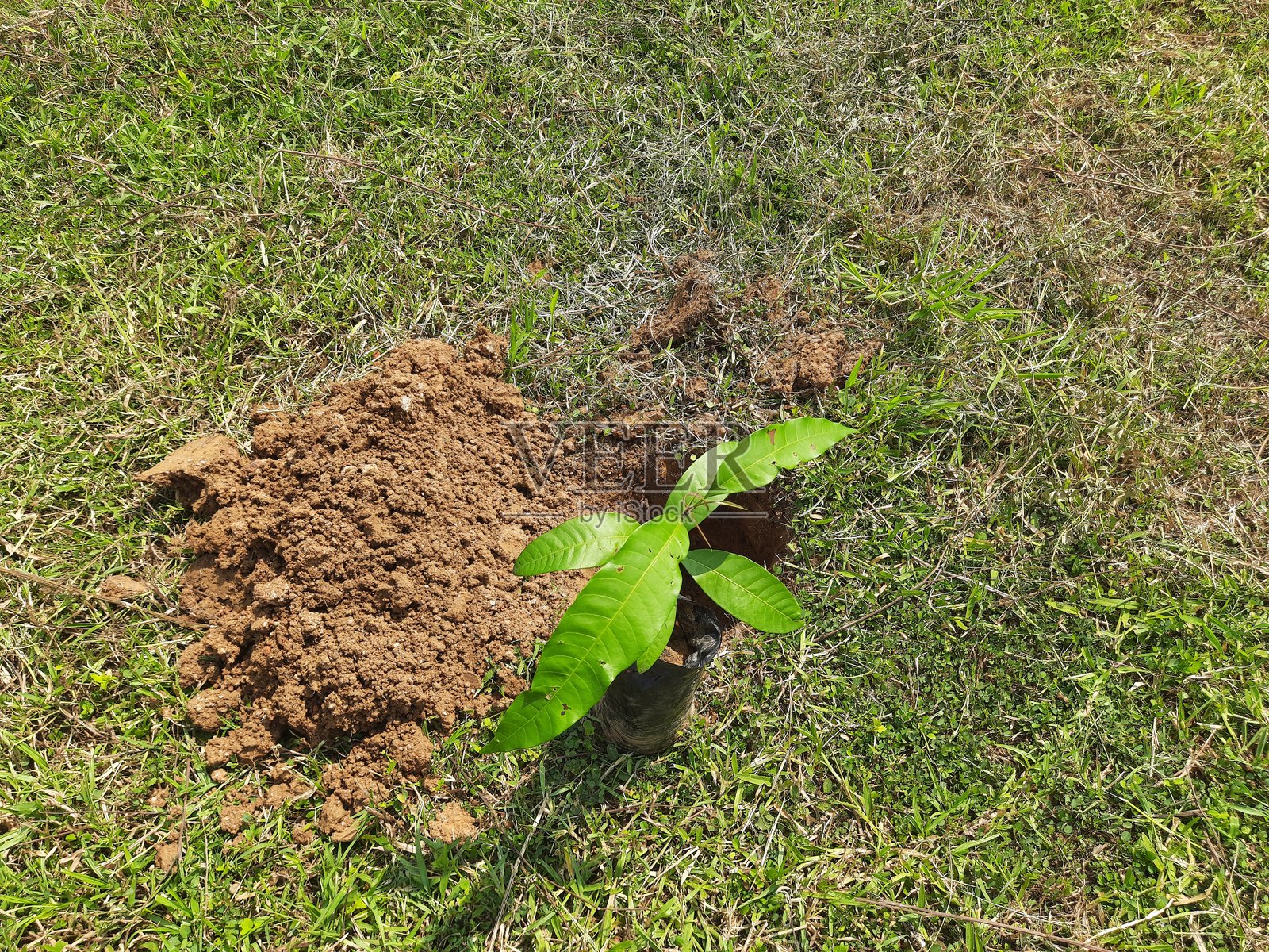 种植植物的准备工作。照片摄影图片