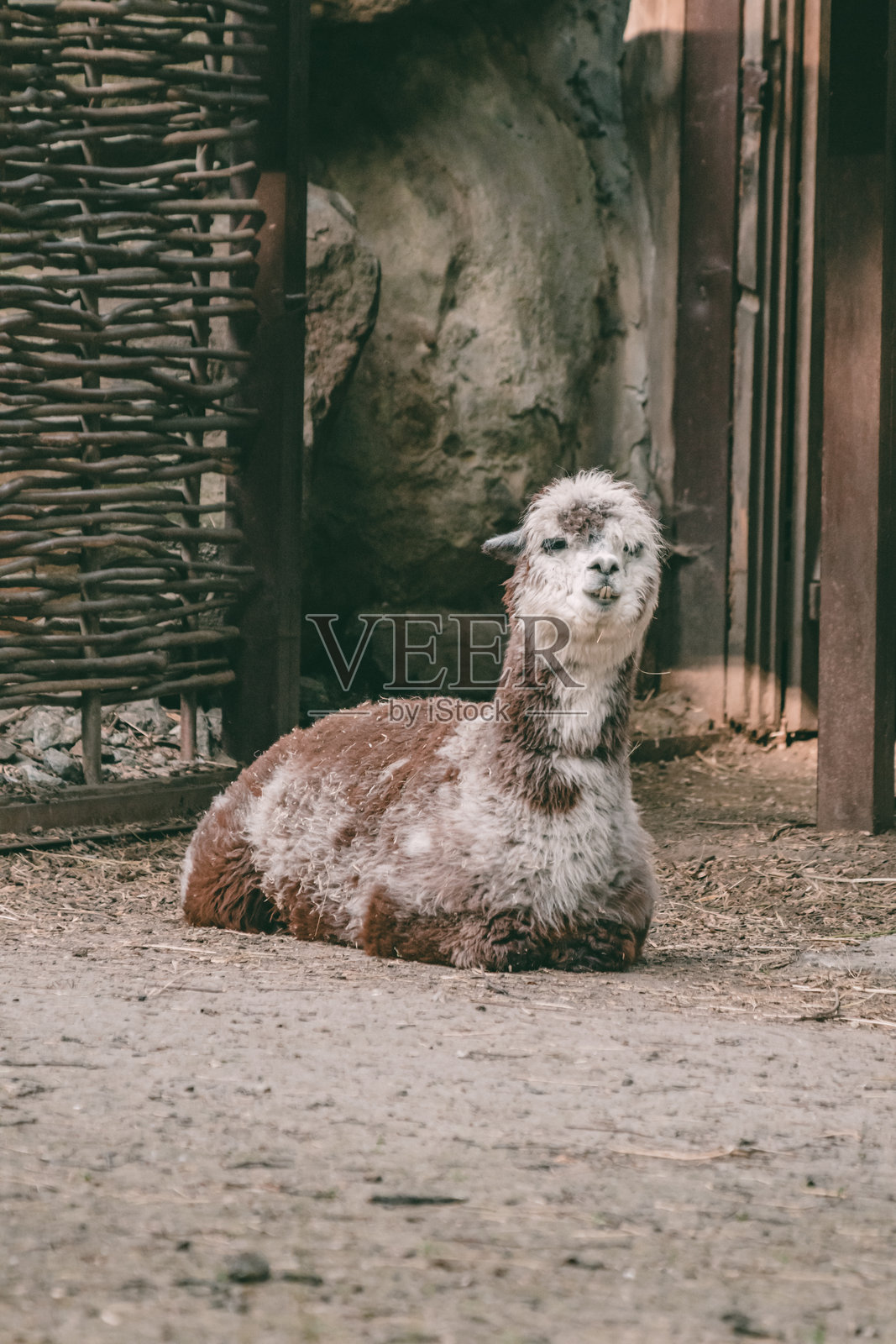 羊驼躺着照片摄影图片