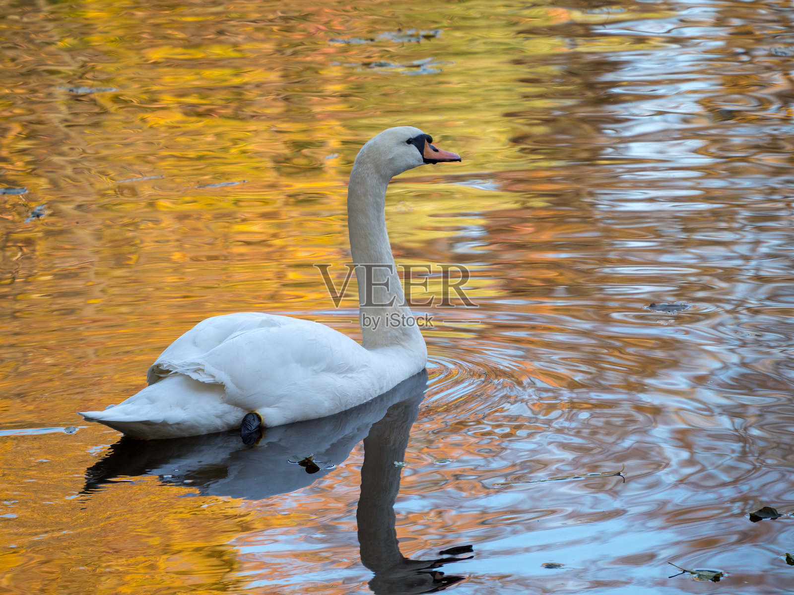 秋天水面上的天鹅照片摄影图片