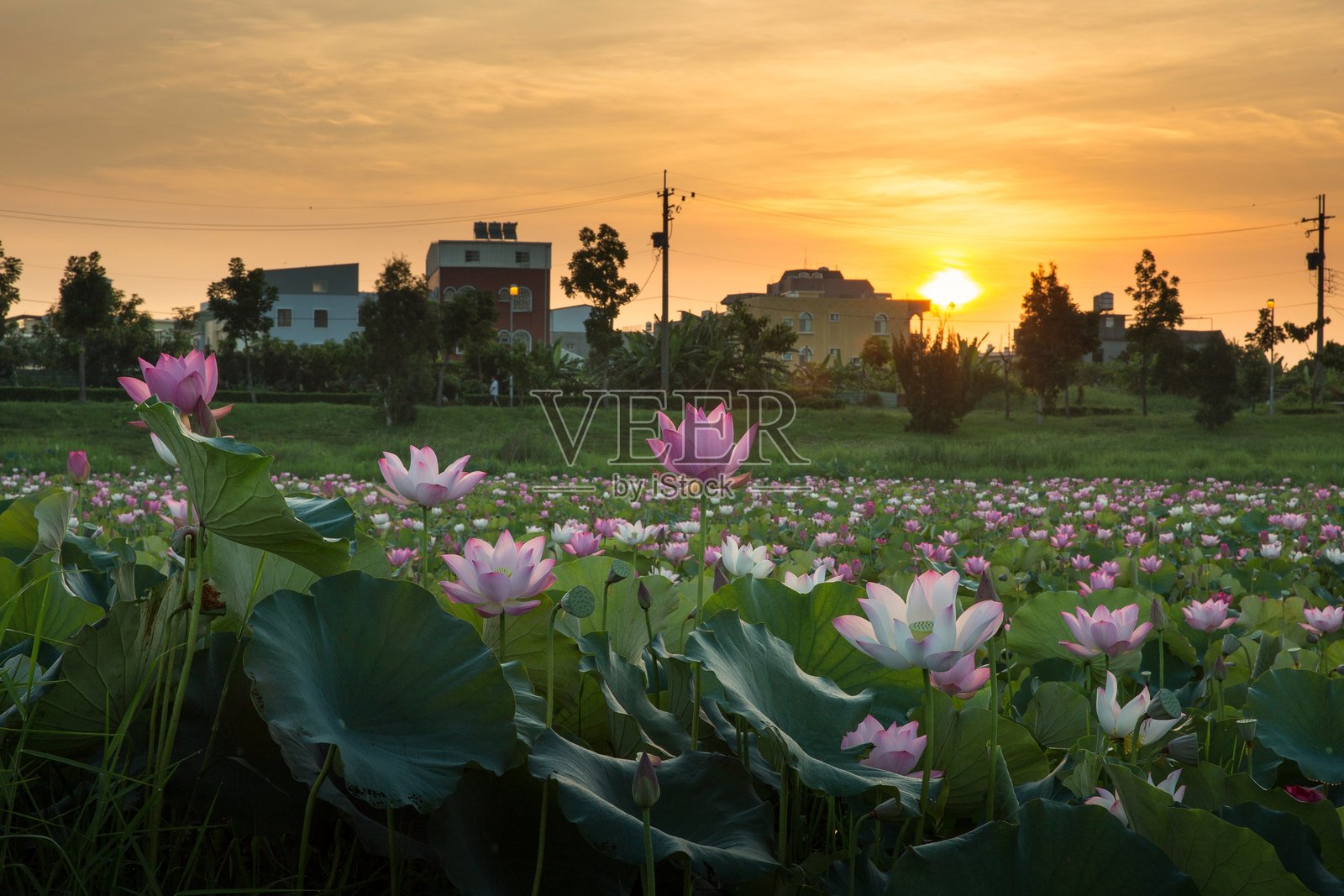 夏季荷花池中盛开的粉色荷花照片摄影图片