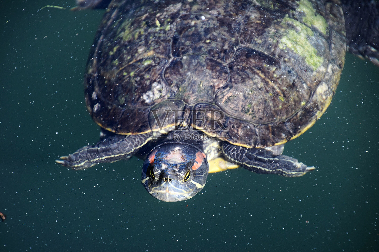 海龟特写镜头照片摄影图片