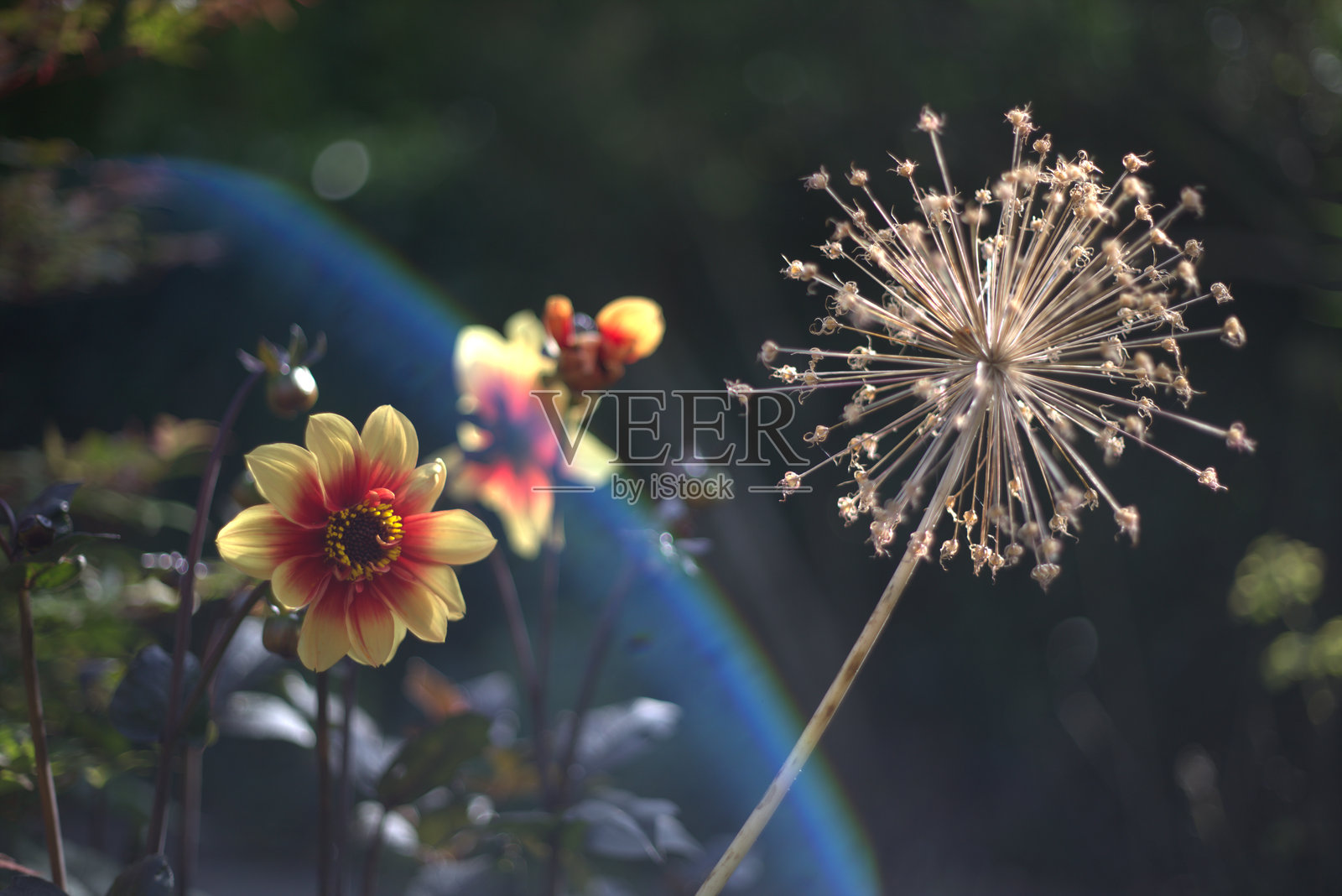 黄色大丽花照片摄影图片