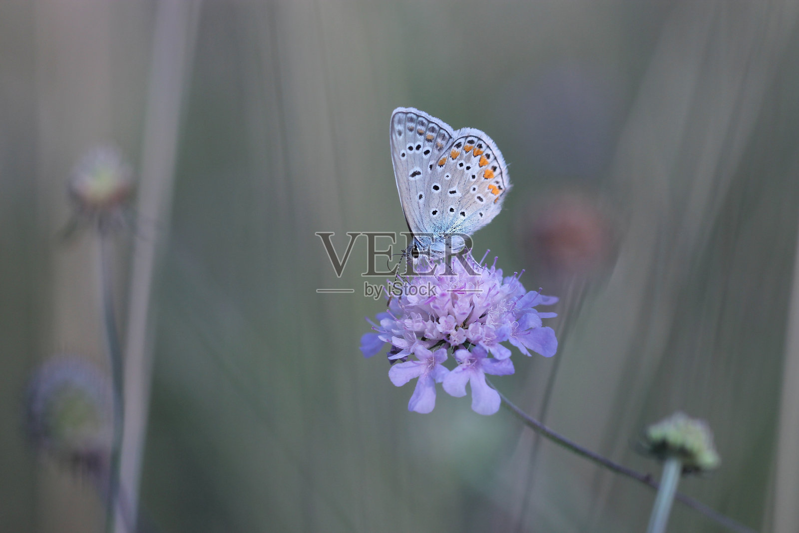 蓝灰蝶照片摄影图片