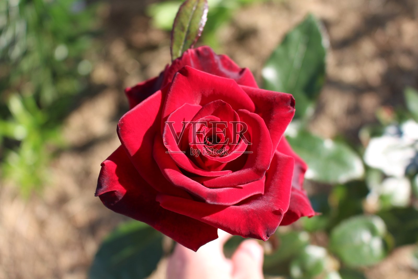 盛开的红玫瑰在模糊的背景中照片摄影图片