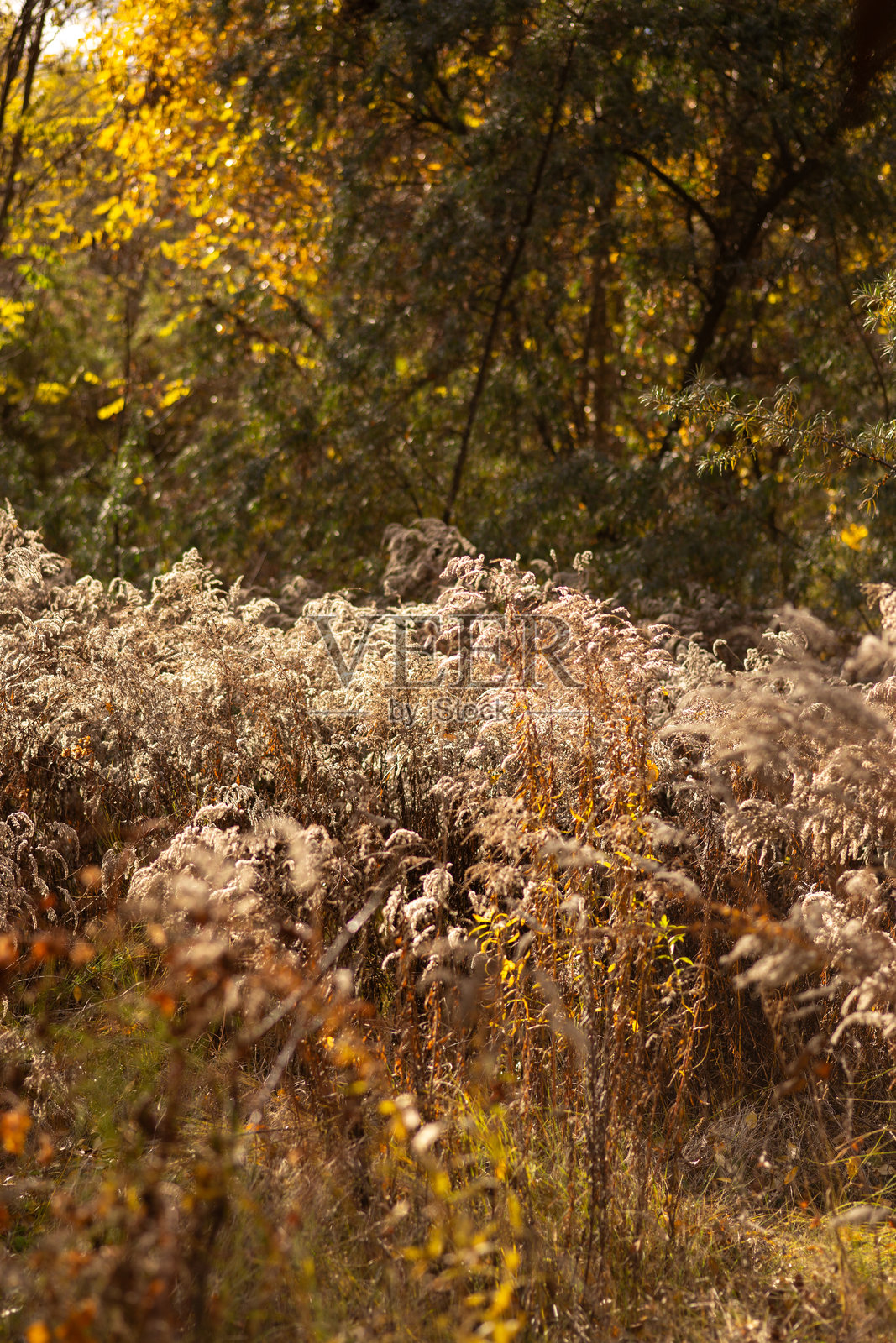 一棵黄叶树矗立在田野中,背景是天空。照片摄影图片