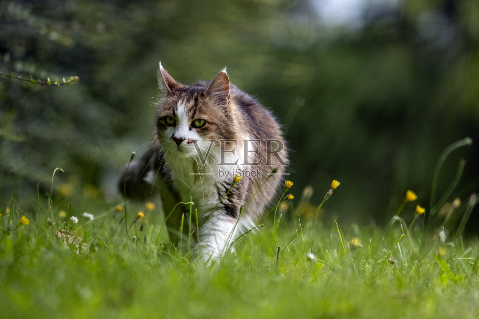 草地上的猎猫照片摄影图片