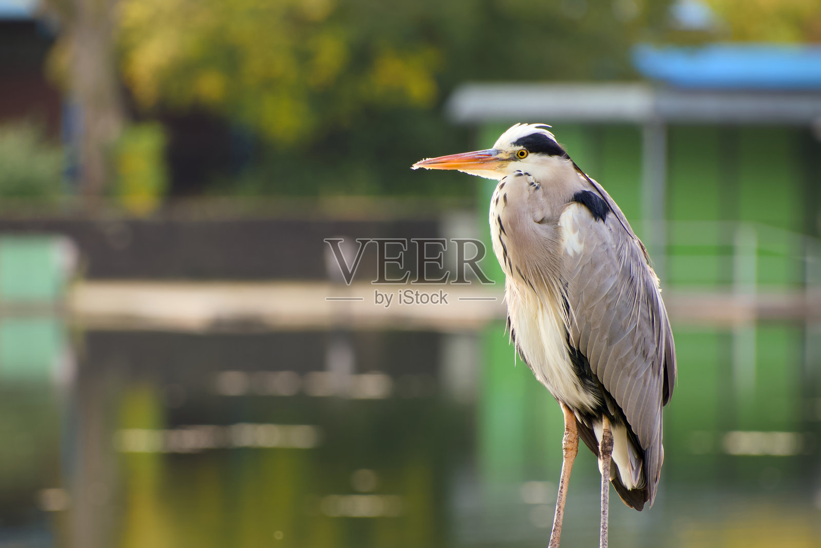 灰鹭照片摄影图片