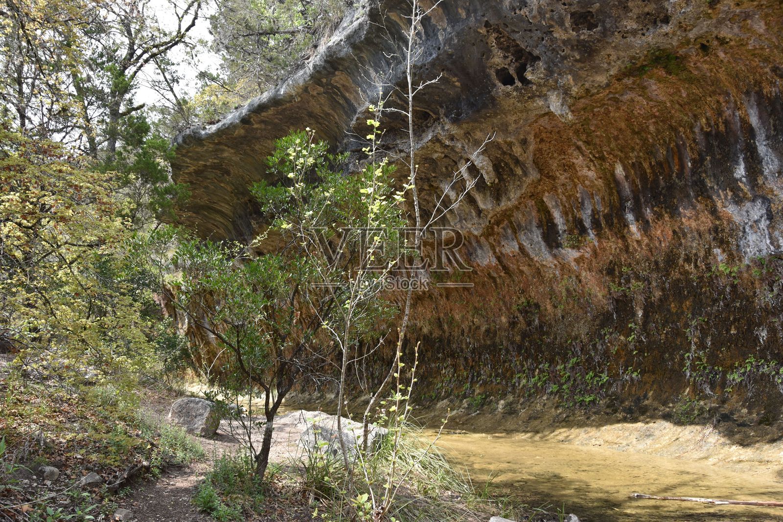 德克萨斯州失落枫树州立公园阳光明媚的日子里,岩石悬崖旁的小径与森林树木照片摄影图片