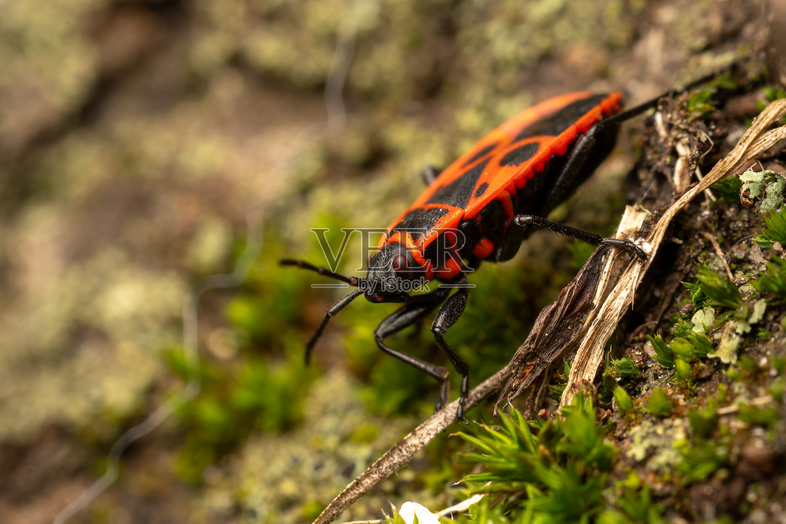 无翅火蝽照片摄影图片