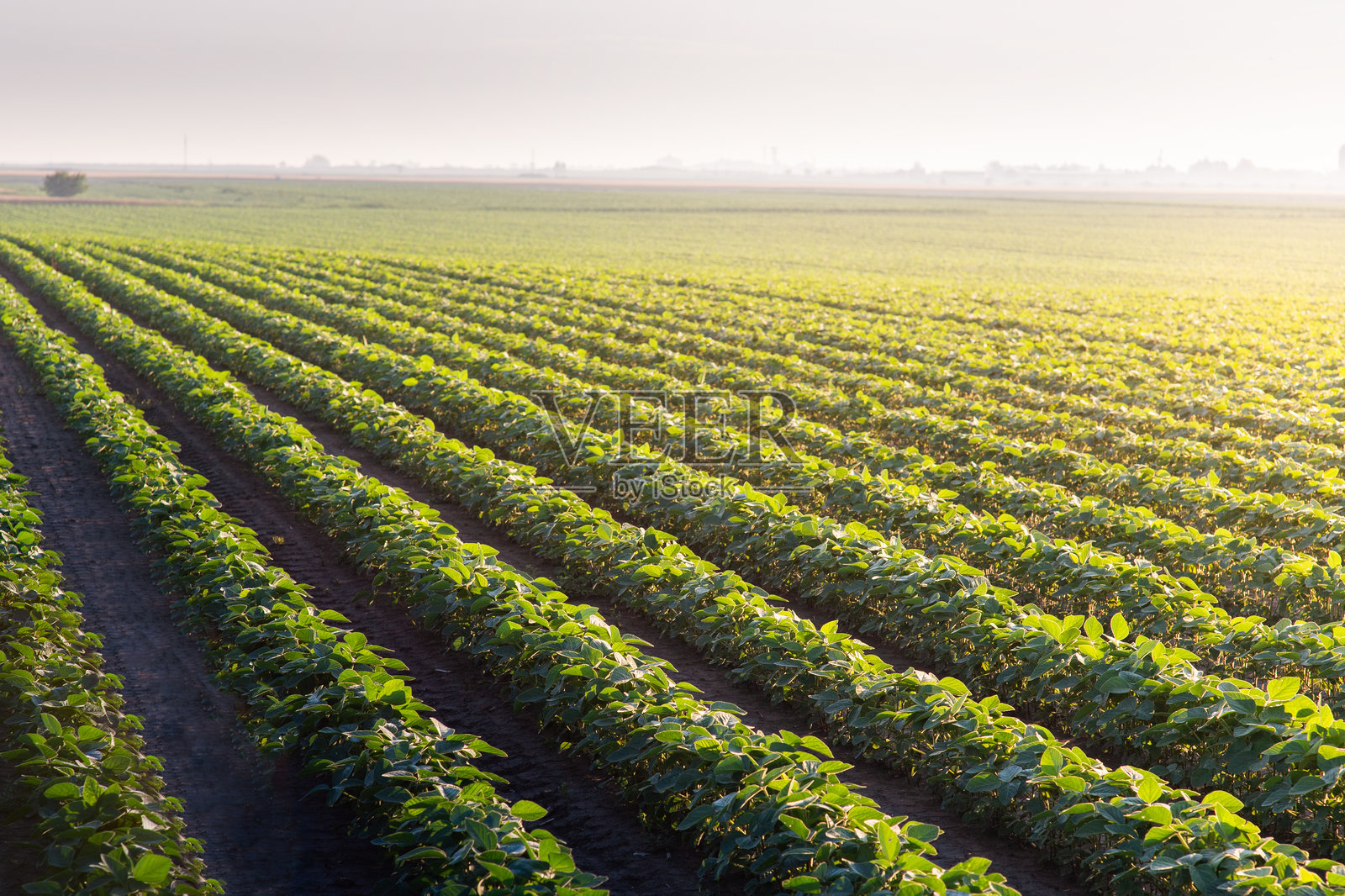 日落时分的开放大豆田。照片摄影图片